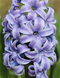 Hyacint Delft Blue 5 løg